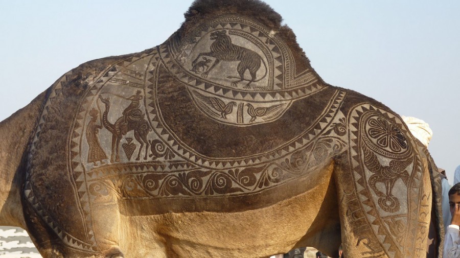 Искусство стрижки верблюдов (14 фото)