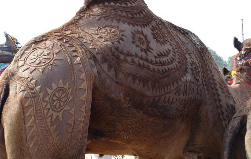 Искусство стрижки верблюдов (14 фото)