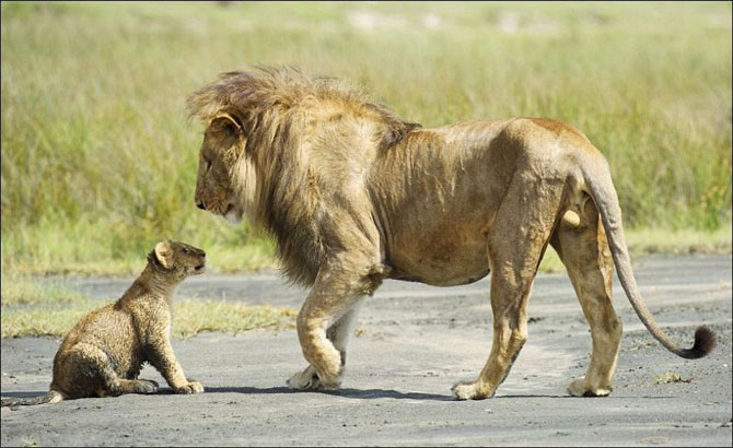 Семейные разборки львов