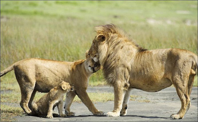 Семейные разборки львов