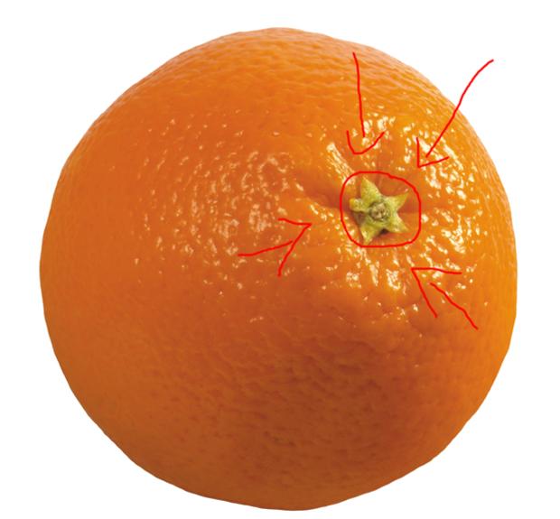 Как наспор узнать сколько долек в апельсине (3 фото)