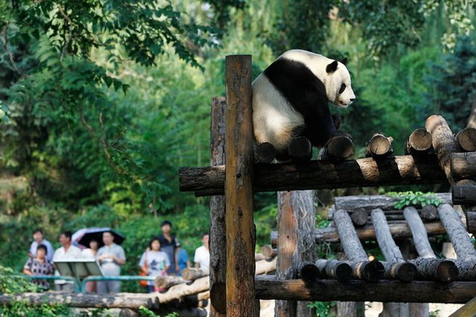 Гигантские панды в Пекинском зоопарке (12 фото)