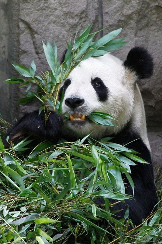 Гигантские панды в Пекинском зоопарке (12 фото)