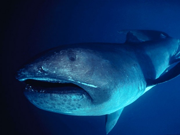 10 самых страшных акул (10 фото)