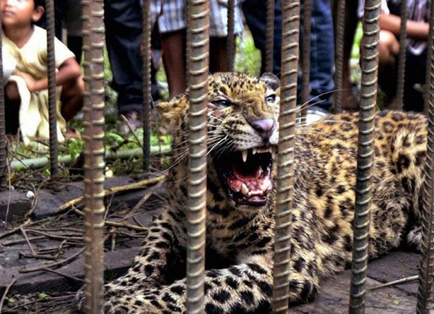 Индиец уложил леопарда голыми руками (6 фото + текст)