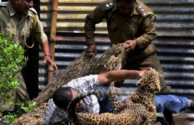 Индиец уложил леопарда голыми руками (6 фото + текст)
