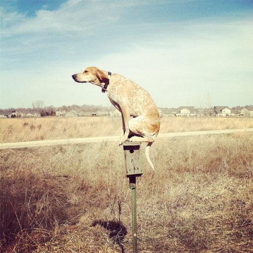 Собака с хорошим равновесием (12 фото)