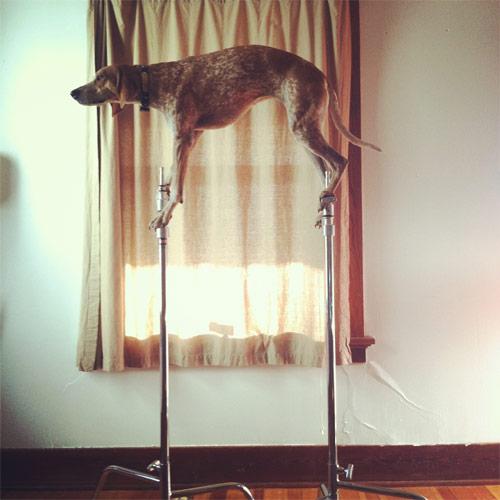Собака с хорошим равновесием (12 фото)
