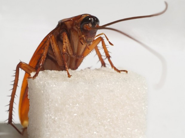 Чем полезны тараканы для нашей планеты