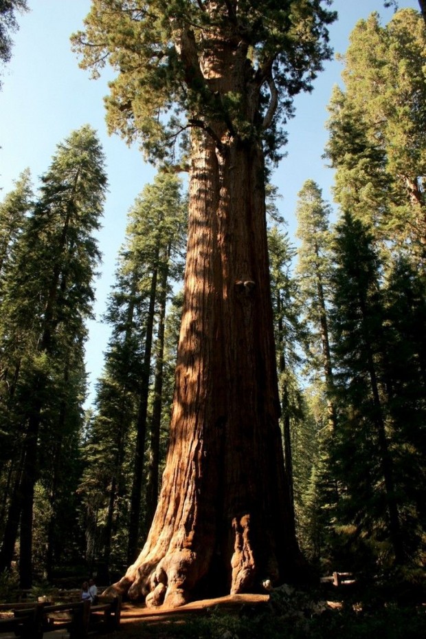 Дерево Генерала Шермана — самое большое в мире (5 фото + текст)