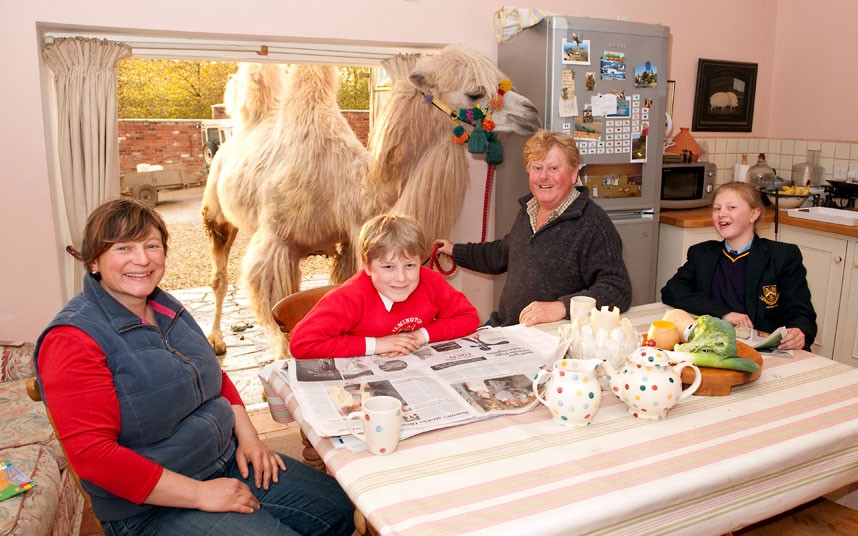 Домашние верблюды семьи Фоссетт (11 фото + текст)