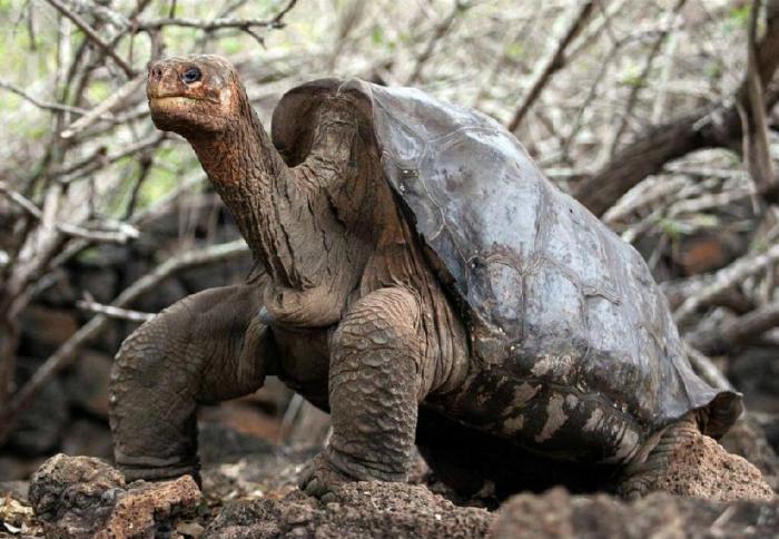 Умерла последняя гигантская черепаха (5 фото)