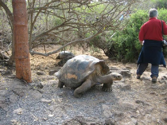 Умерла последняя гигантская черепаха (5 фото)