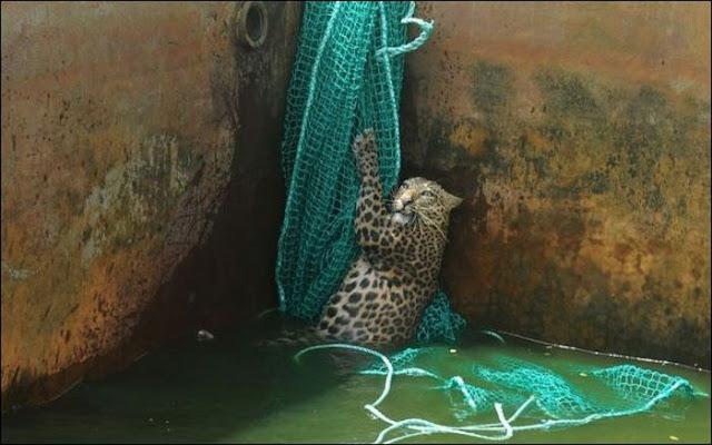 Спасение леопарда (5 фото)