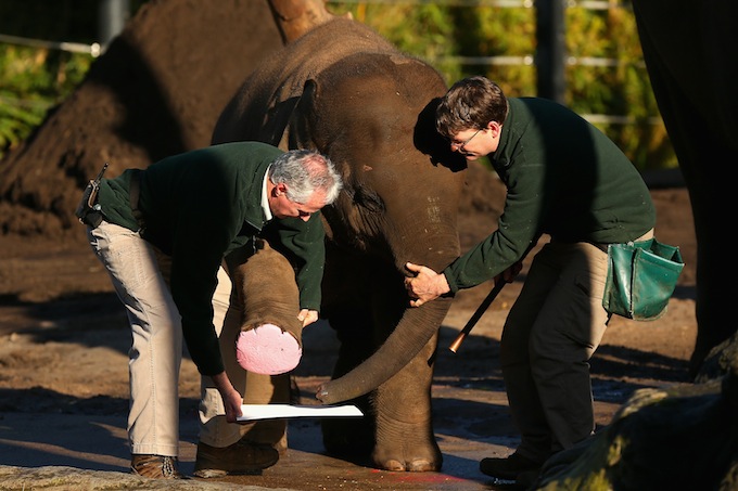 Необычная акция в австралийском зоопарке "Таронга" (6 фото)