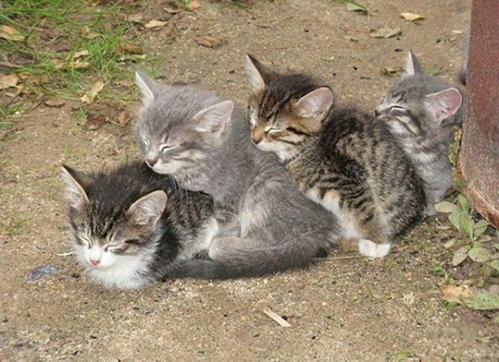 Позы, в которых спят кошки (25 фото+текст)