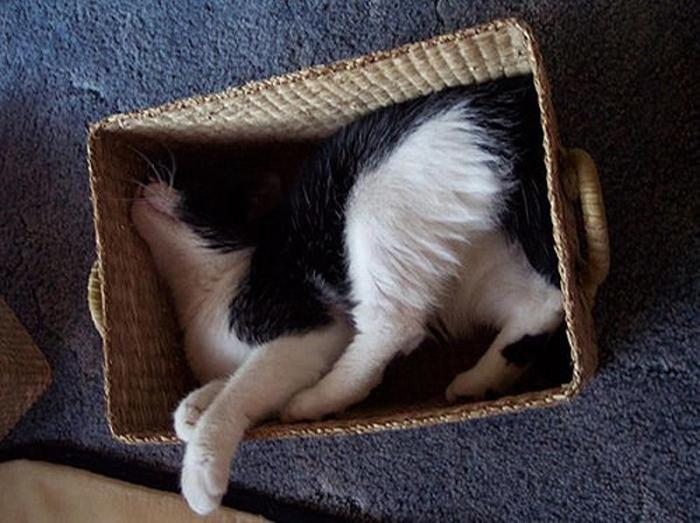 Позы, в которых спят кошки (25 фото+текст)