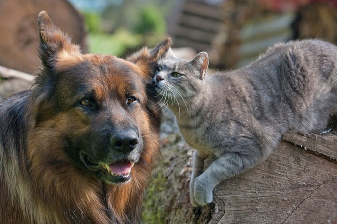 Дружба кошки с собакой (10 фото)