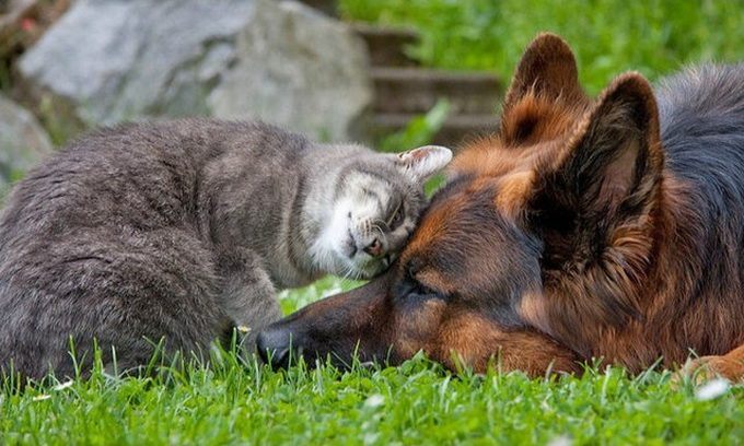 Дружба кошки с собакой (10 фото)