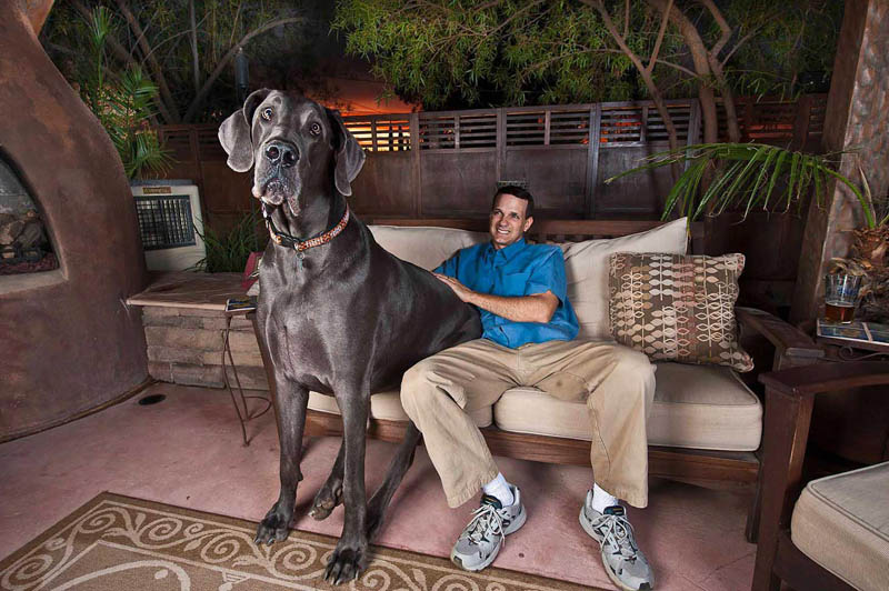 Гигантский Джордж – самая высокая собака в мире (12 фото)