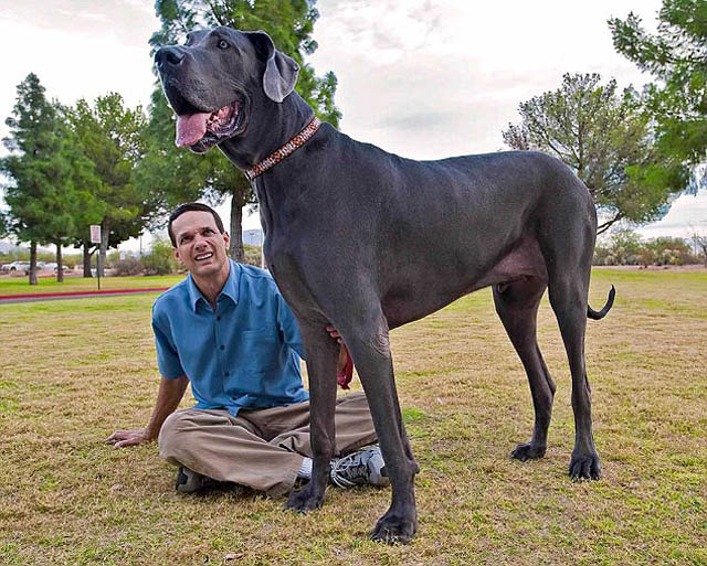 Гигантский Джордж – самая высокая собака в мире (12 фото)