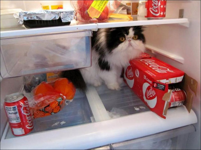 Уникальные фото котов в холодильниках