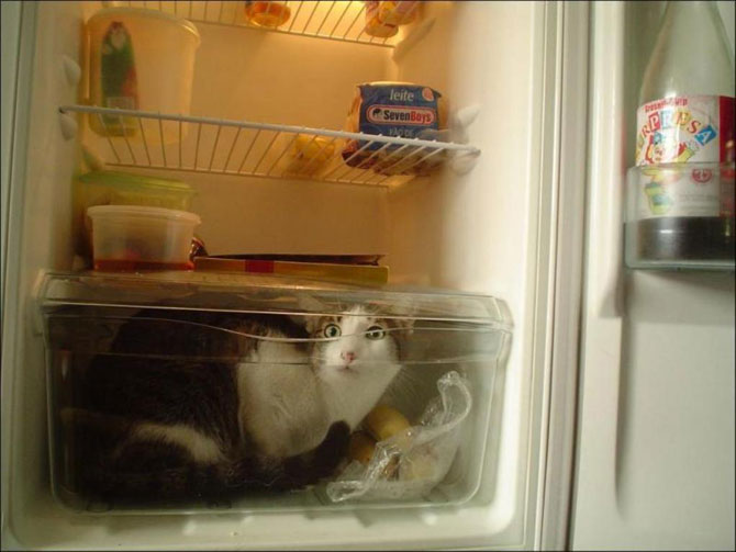 Уникальные фото котов в холодильниках