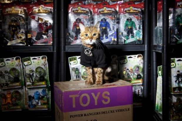 В Британии склад игрушек охраняет кошка (4 фото + текст)