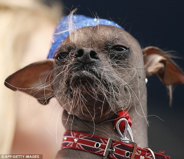Самая уродливая собака в мире (4 фото)