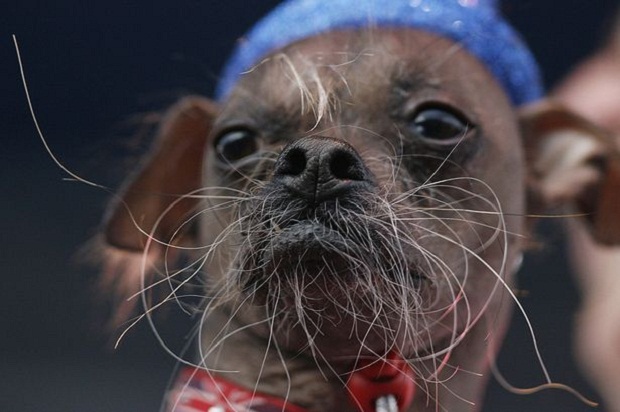 Самая уродливая собака в мире (4 фото)