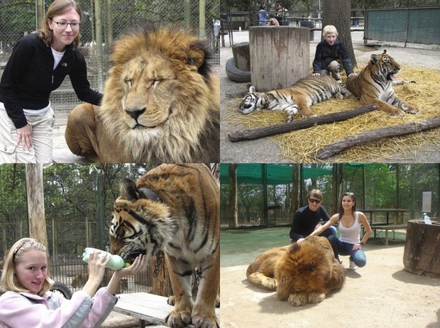В аргентинском зоопарке можно посидеть в клетке со львами и тиграми (6 фото + видео)