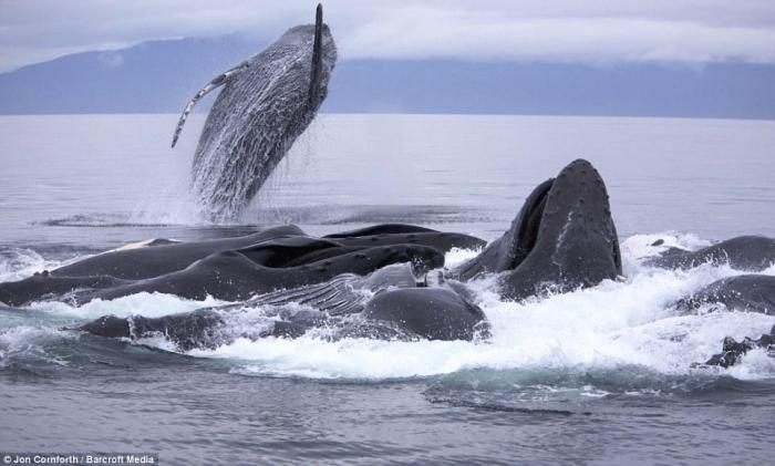 Охота горбатых китов на Аляске (12 фото+текст)