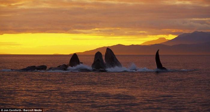 Охота горбатых китов на Аляске (12 фото+текст)
