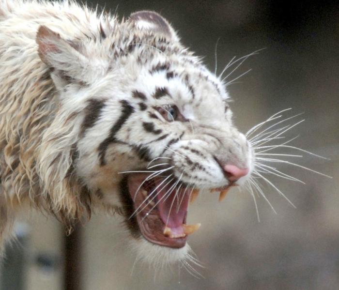 Белые тигры (19 фото + текст)