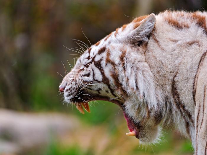 Белые тигры (19 фото + текст)