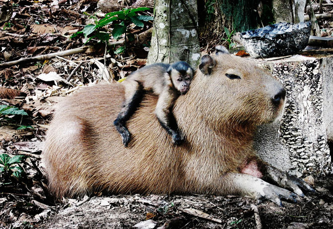 Животные в фотографиях за неделю