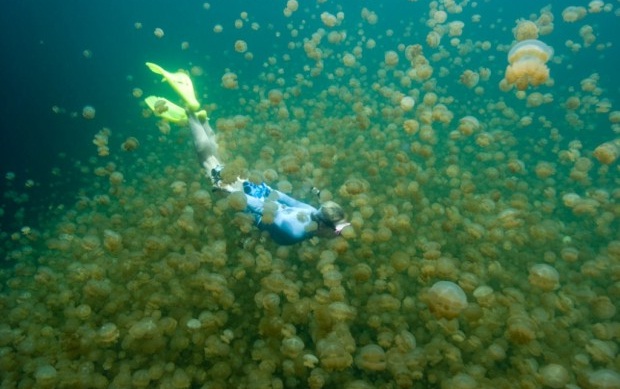 Удивительное Медузное озеро (5 фото + видео)