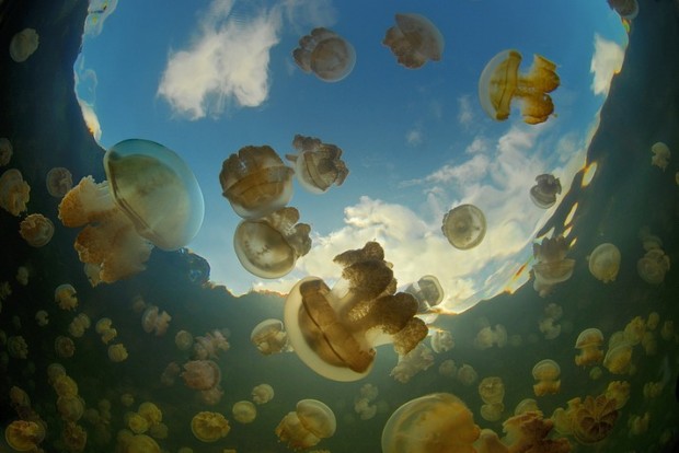 Удивительное Медузное озеро (5 фото + видео)