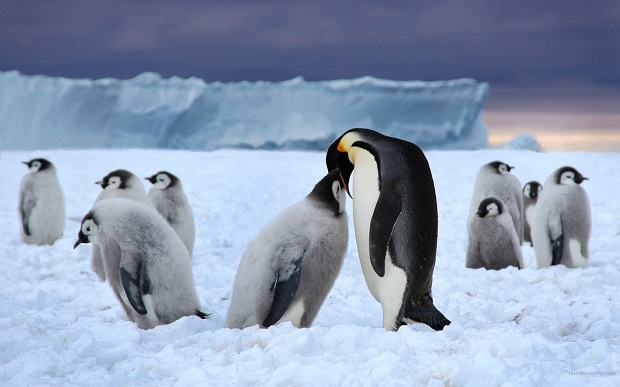 Почему у пингвинов не мерзнут ступни