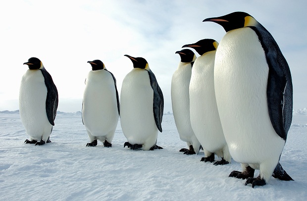 Почему у пингвинов не мерзнут ступни