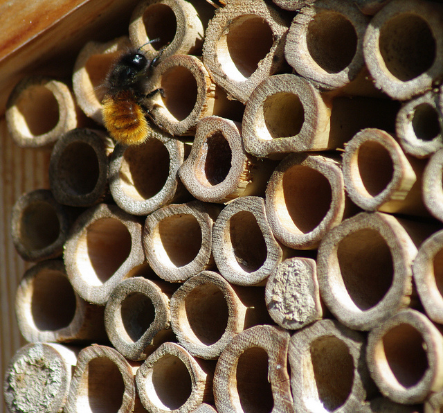 Добро пожаловать в пчелиный отель!