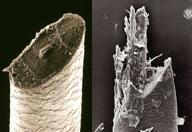 Почему снимки двух одинаковых человеческих волосков под микроскопом выглядят по разному