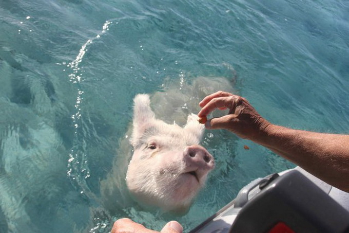 Плавающие свиньи на Багамах (15 фото)