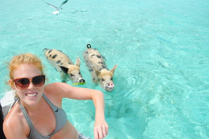 Плавающие свиньи на Багамах (15 фото)