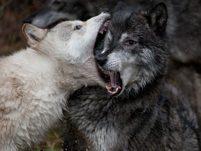 Лучшие фотографии National Geographic в июле