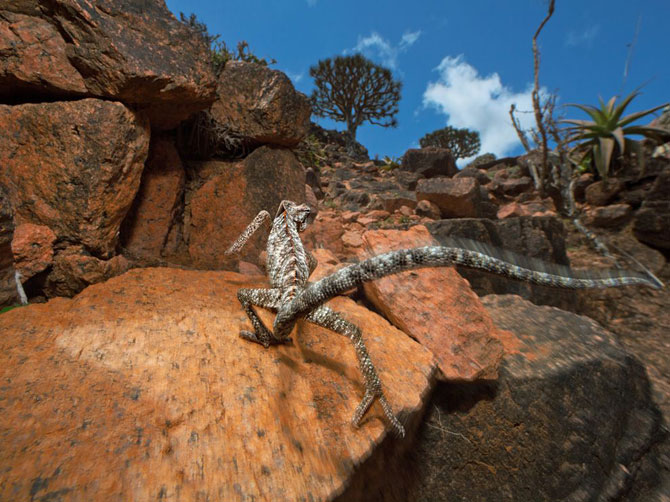 Лучшие фотографии National Geographic в июле