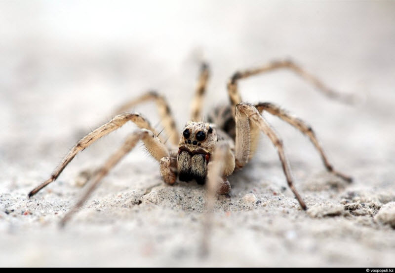 Ядовитые пауки в Казахстане (41 фото)