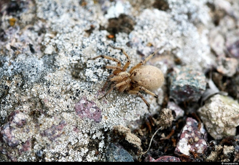 Ядовитые пауки в Казахстане (41 фото)