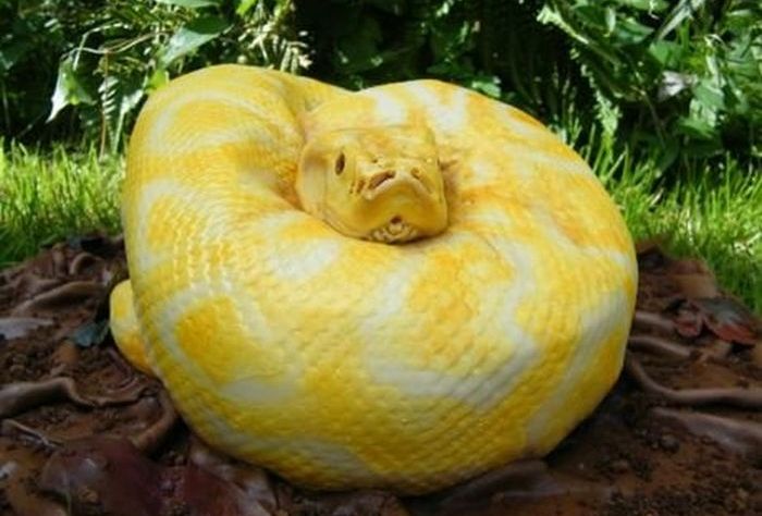 Очень реалистичный торт в виде змеи