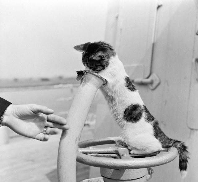 Кошки на войне (30 фото)